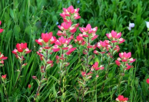 Indian Paintbrush at Rose Hill