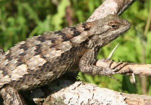Rose Hill lizard, April 2016